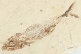 Cretaceous Fish (Spaniodon) With Pos/Neg - Lebanon #201342-3